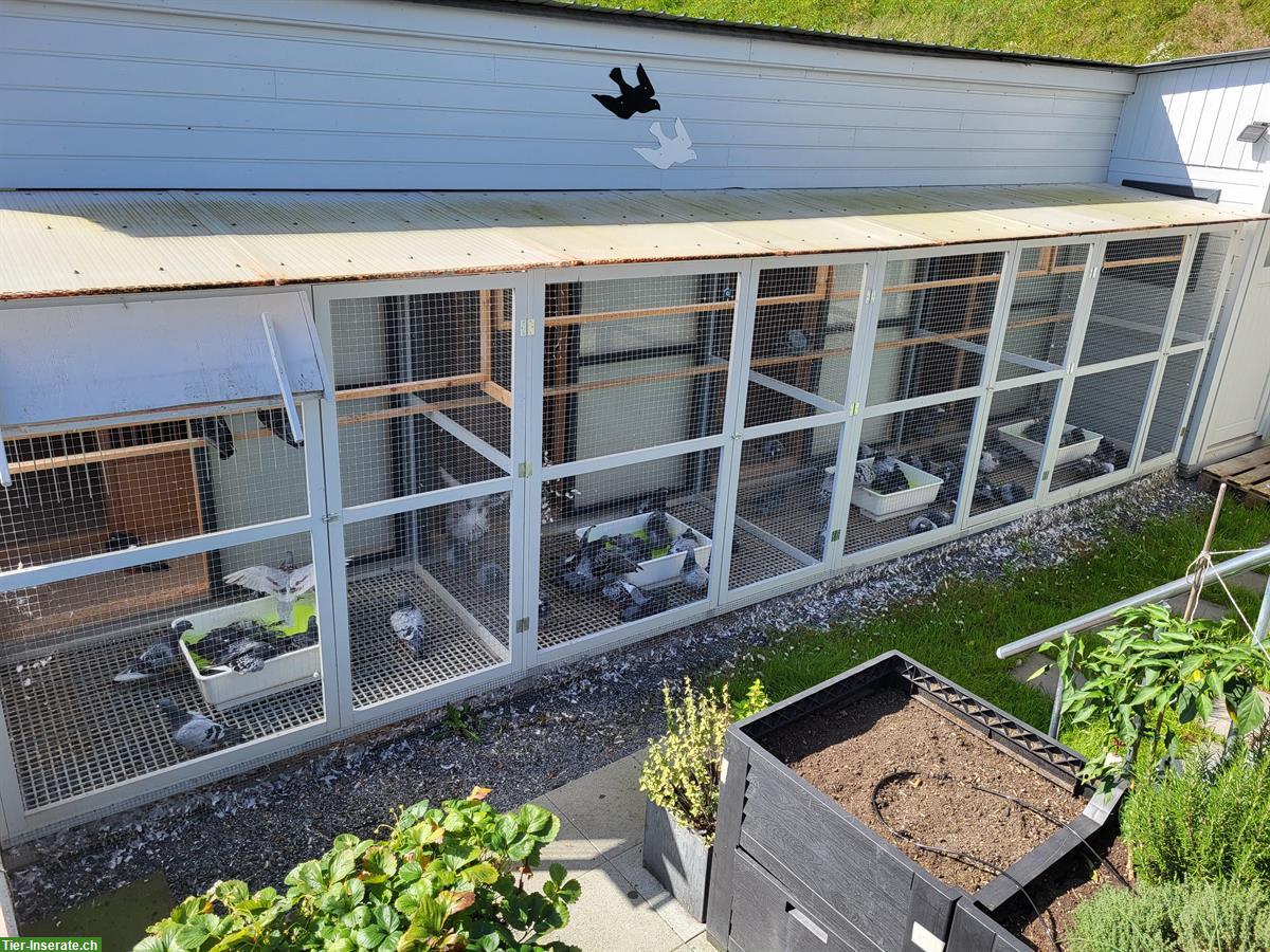 Brieftauben mit Abstammung abzugeben