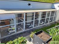 Brieftauben mit Abstammung abzugeben