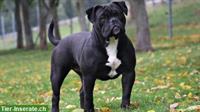 Pocket American Bully Welpen aus Top Verpaarung