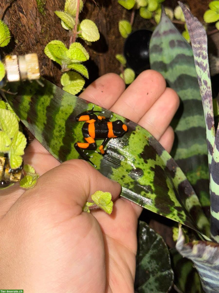Oophaga Lehmanni «red» for sale