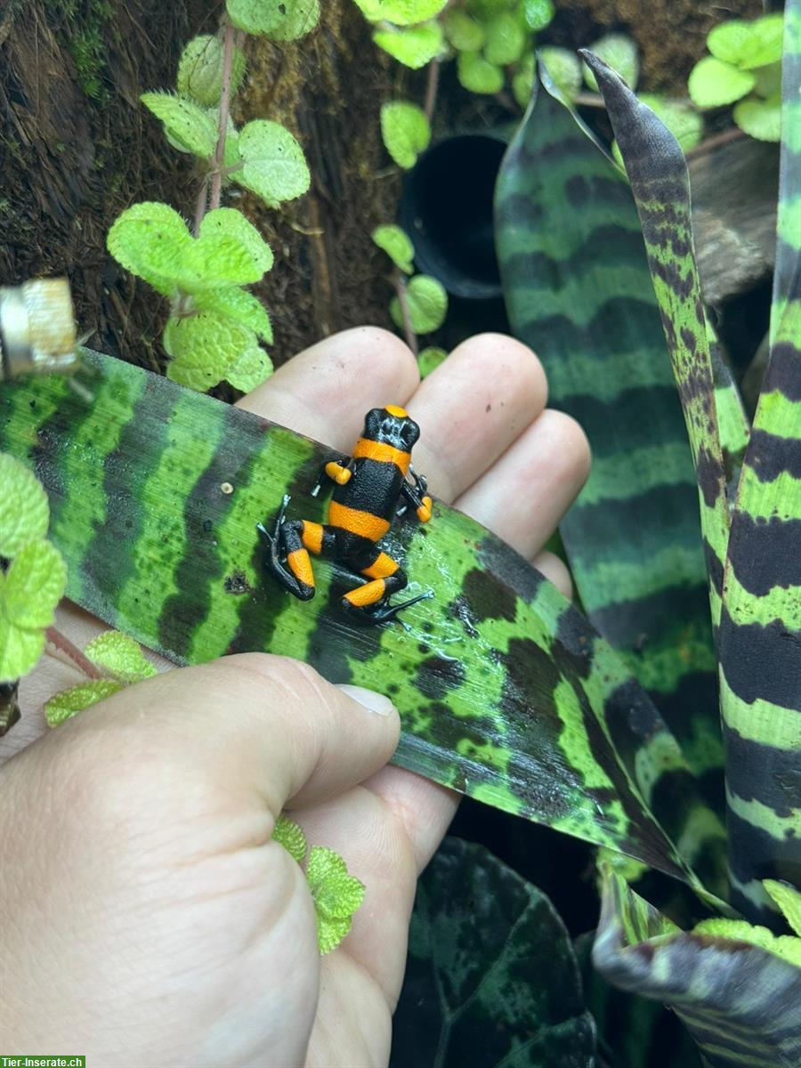 Bild 2: Oophaga Lehmanni «red» for sale