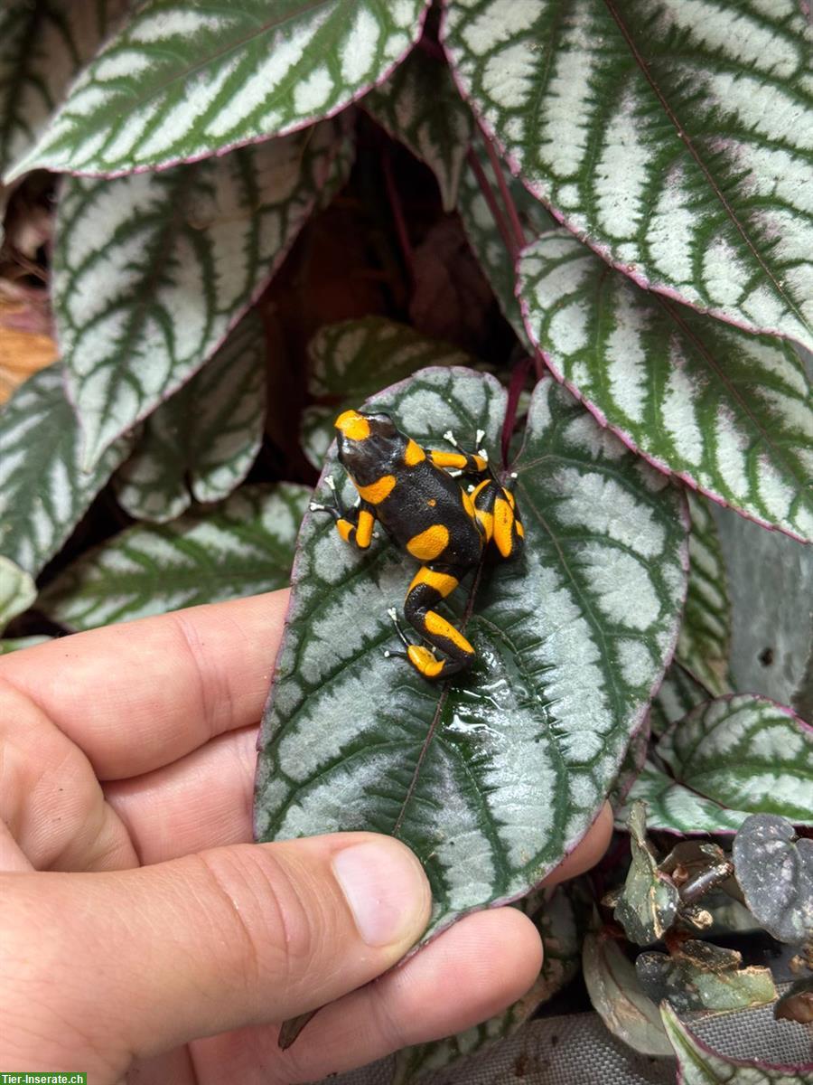Oophaga Lehmanni «yellow»