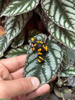 Oophaga Lehmanni «yellow»