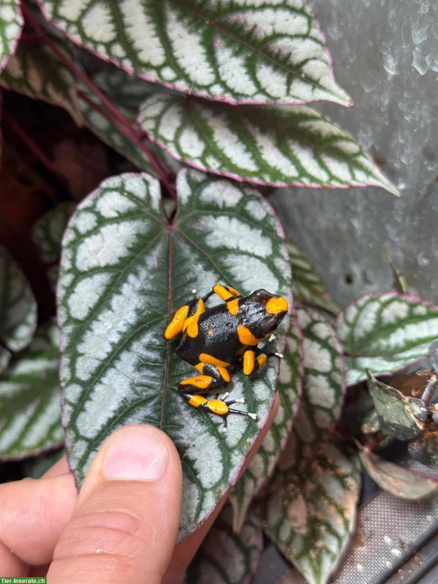 Bild 2: Oophaga Lehmanni «yellow»