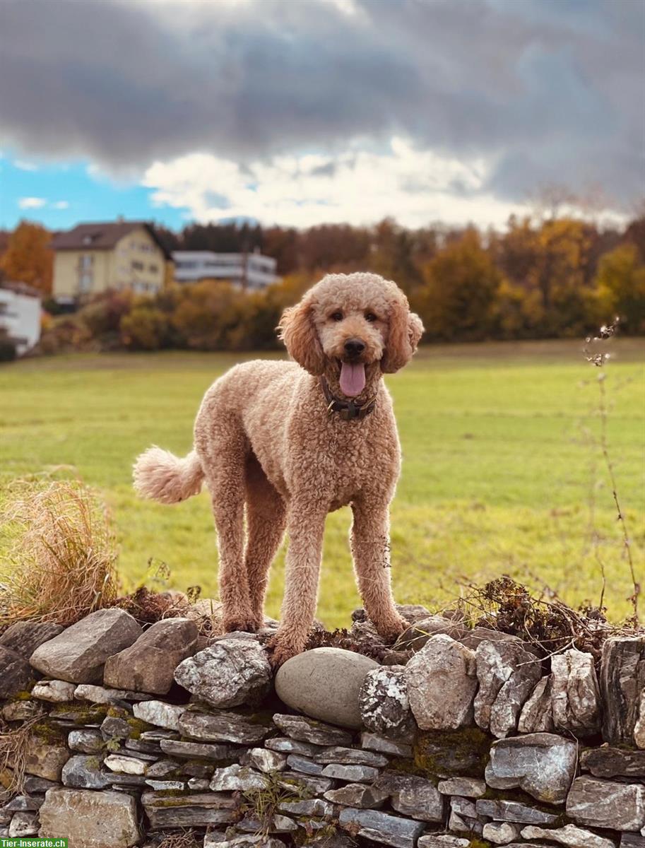 Doodle Welpen aus gesunder Zucht, Wurfankündigung