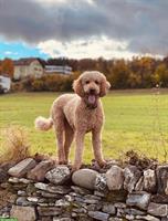 Doodle Welpen aus gesunder Zucht, Wurfankündigung