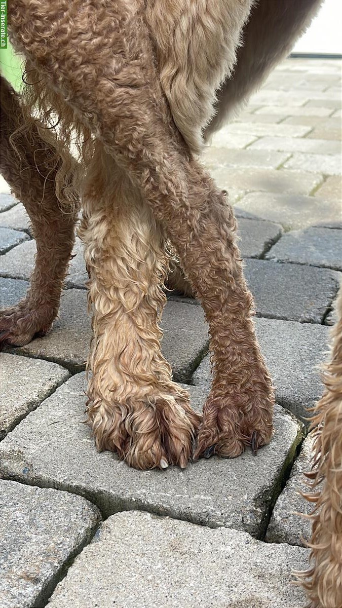 Bild 2: Doodle Welpen aus gesunder Zucht, Wurfankündigung