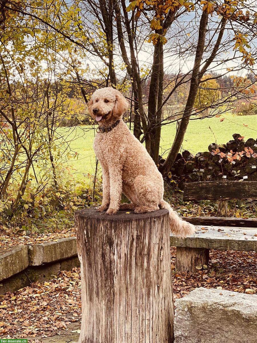 Bild 3: Doodle Welpen aus gesunder Zucht, Wurfankündigung