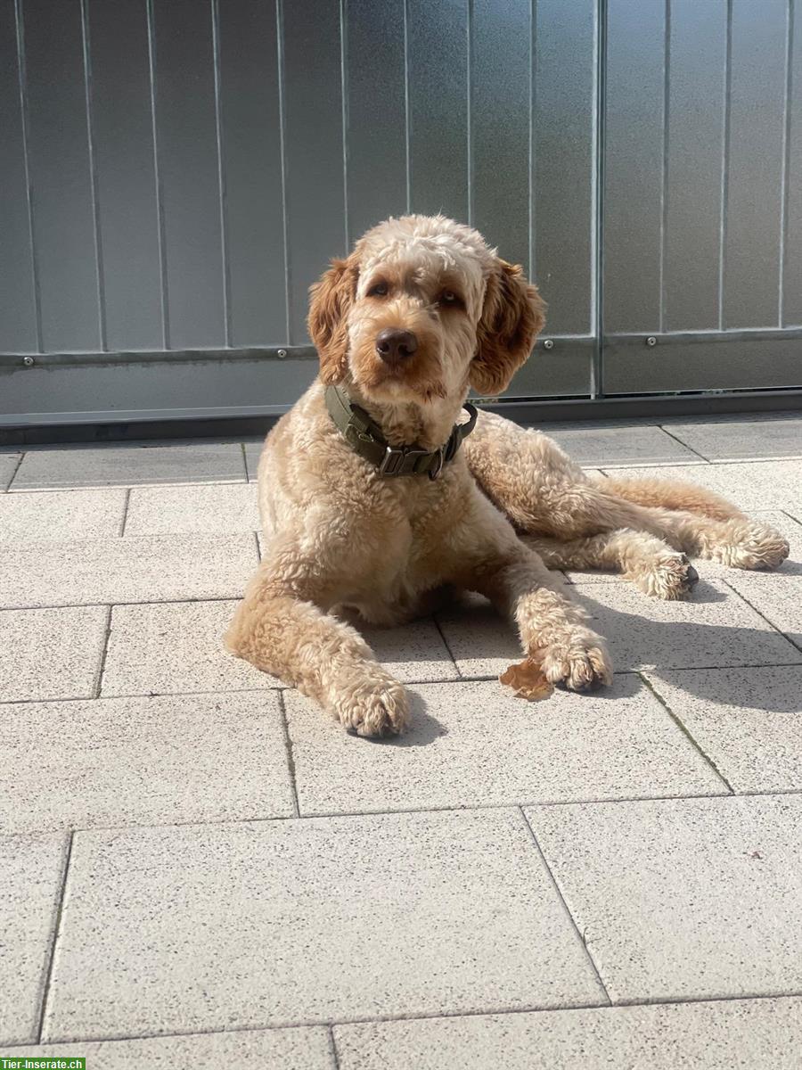 Bild 4: Doodle Welpen aus gesunder Zucht, Wurfankündigung