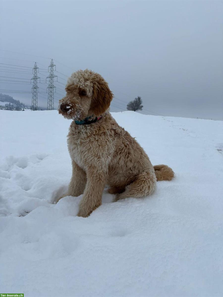 Bild 5: Doodle Welpen aus gesunder Zucht, Wurfankündigung