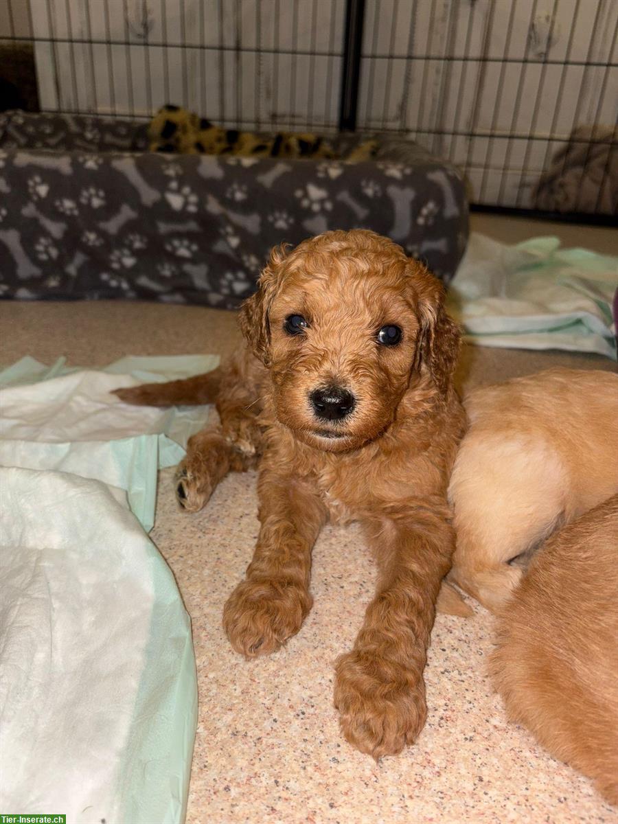 Bild 8: Doodle Welpen aus gesunder Verpaarung