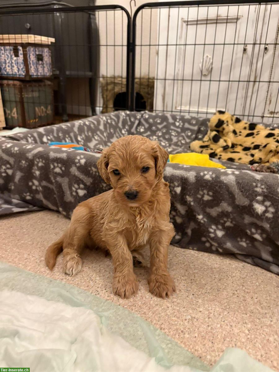 Bild 9: Doodle Welpen aus gesunder Verpaarung