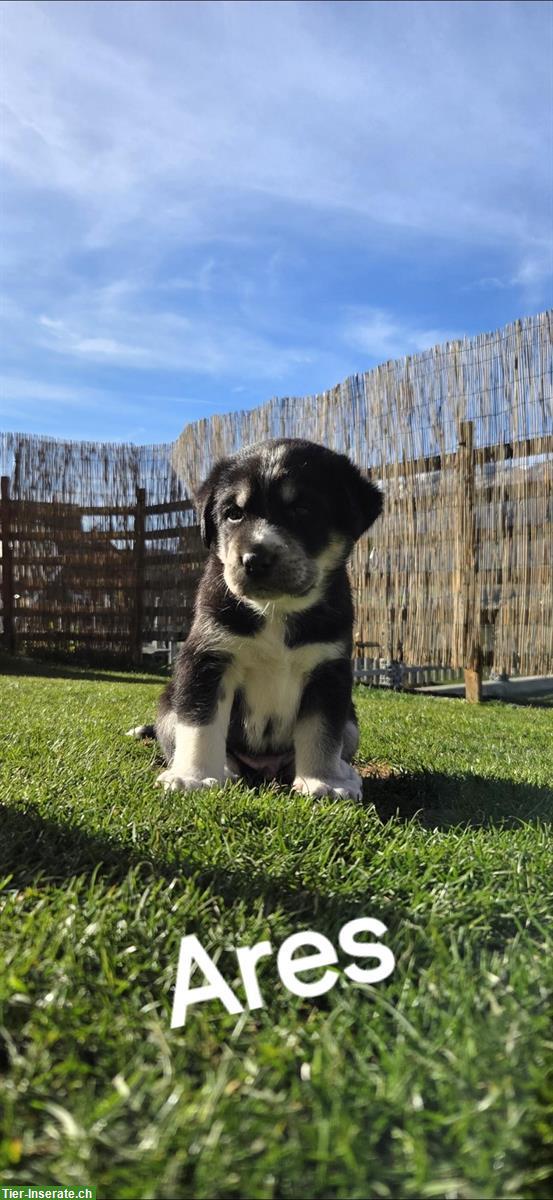 Wunderschöne Labrador Mischlingswelpen, männlich