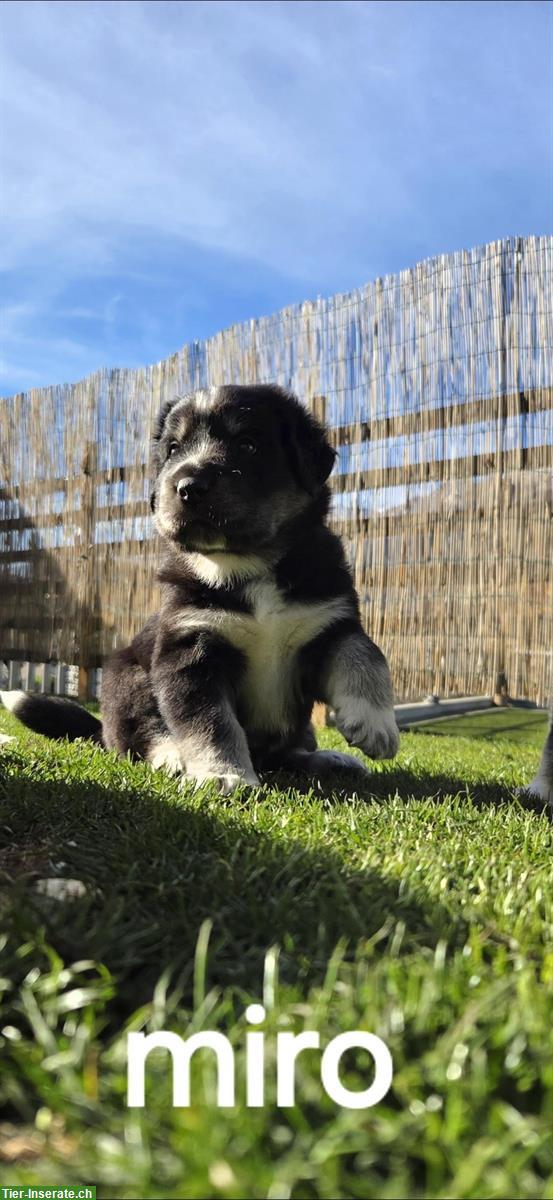 Bild 2: Wunderschöne Labrador Mischlingswelpen, männlich