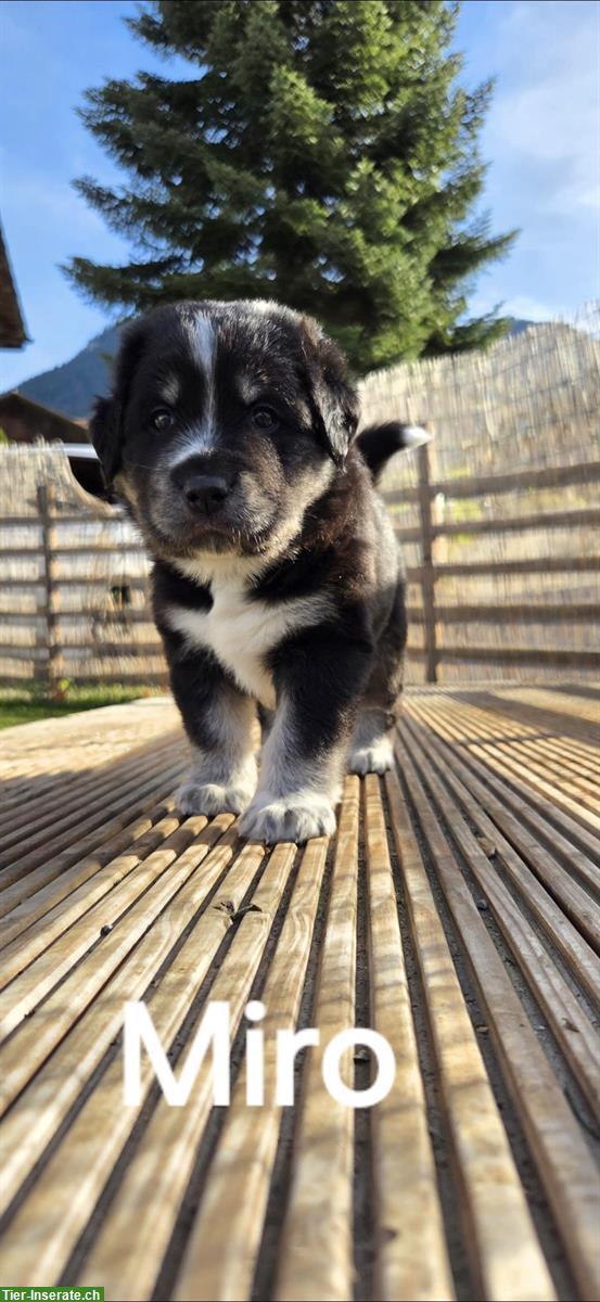 Bild 3: Wunderschöne Labrador Mischlingswelpen, männlich