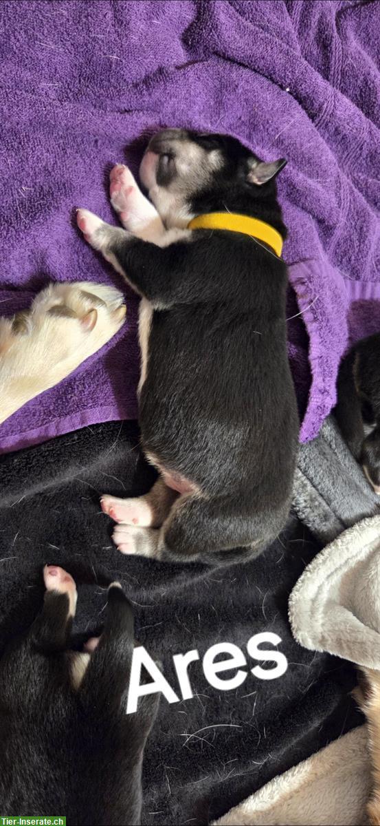 Bild 4: Wunderschöne Labrador Mischlingswelpen, männlich