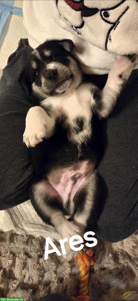 Bild 5: Wunderschöne Labrador Mischlingswelpen, männlich