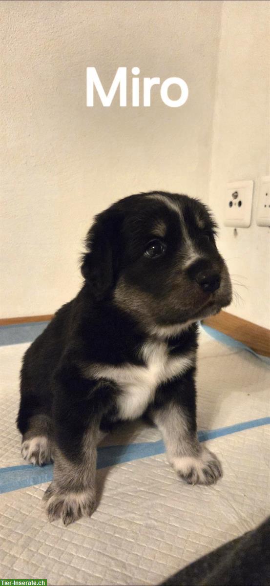 Bild 6: Wunderschöne Labrador Mischlingswelpen, männlich