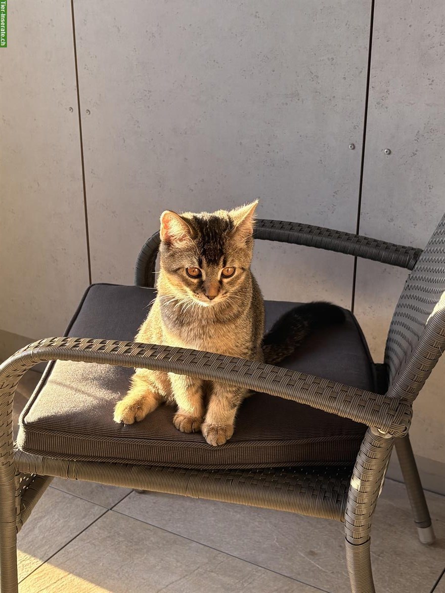 Junger Kater, 5 Monate gratis abzugeben