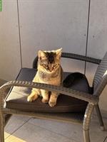 Junger Kater, 5 Monate gratis abzugeben