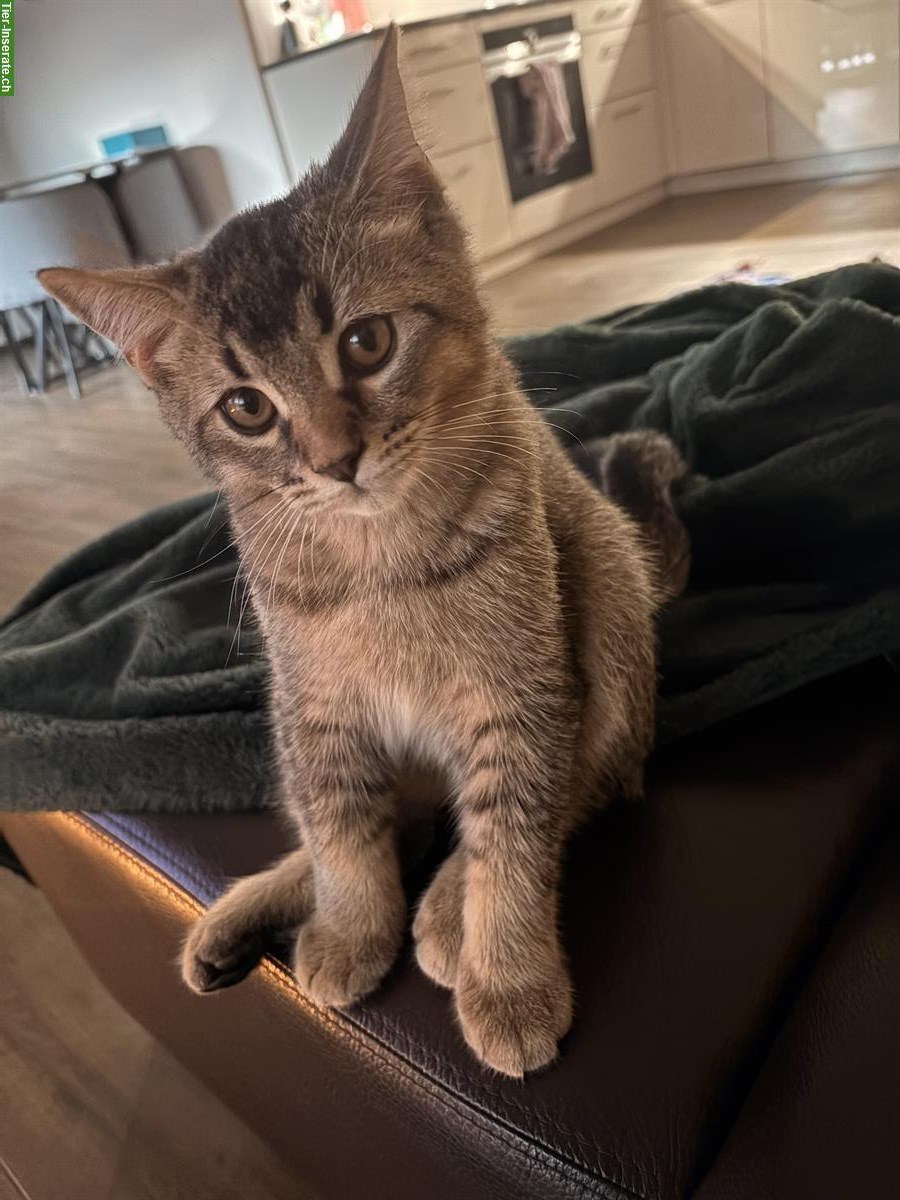 Bild 2: Junger Kater, 5 Monate gratis abzugeben