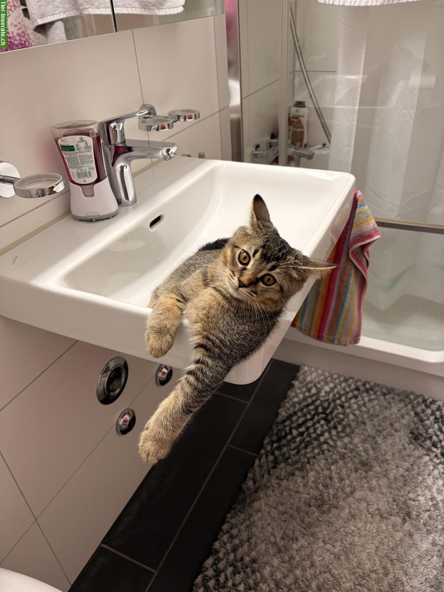 Bild 3: Junger Kater, 5 Monate gratis abzugeben