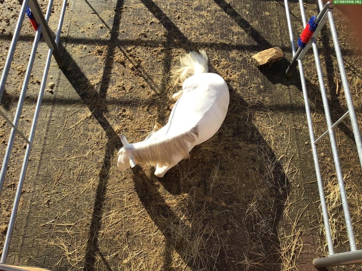 Bild 2: Schöne Auslaufboxe frei, Hengst/ Wallach ab 1. März 26