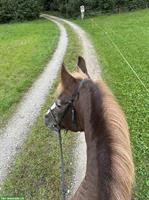 Reit-/Pflegebeteiligung für Freiberger und Minishetty, Muri AG