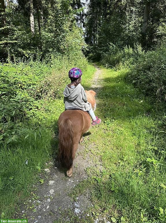 Bild 2: Reit-/Pflegebeteiligung für Freiberger und Minishetty, Muri AG