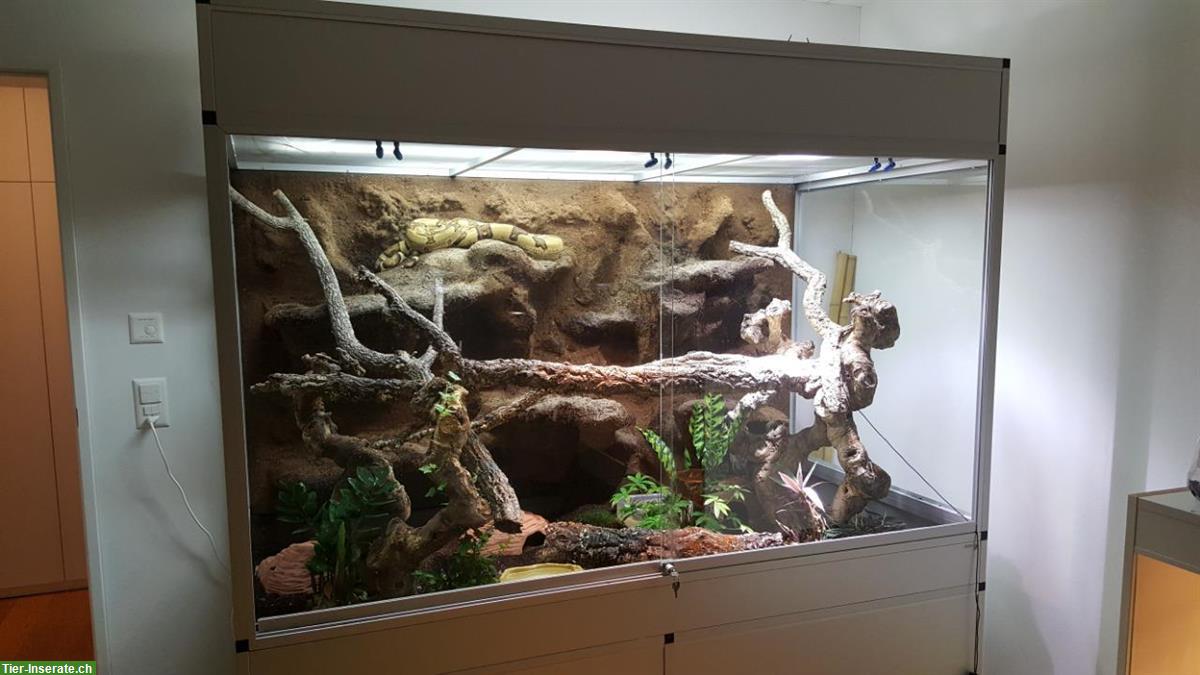Komplettset: Terrarium mit Boa imperator "Jungle"