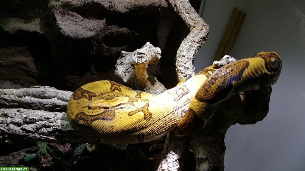 Bild 2: Komplettset: Terrarium mit Boa imperator "Jungle"