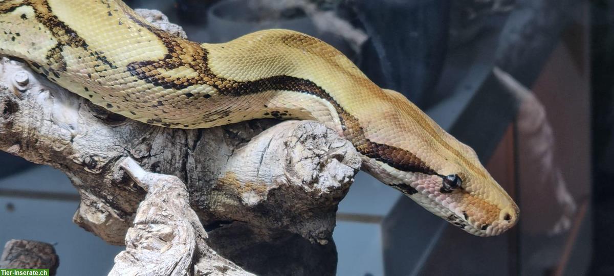 Bild 4: Komplettset: Terrarium mit Boa imperator "Jungle"