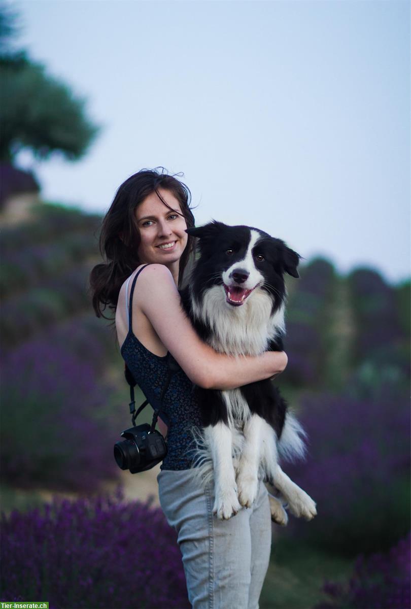 Trainerin oder Dogsitterin mit Erfahrung sucht Arbeit mit Hunden