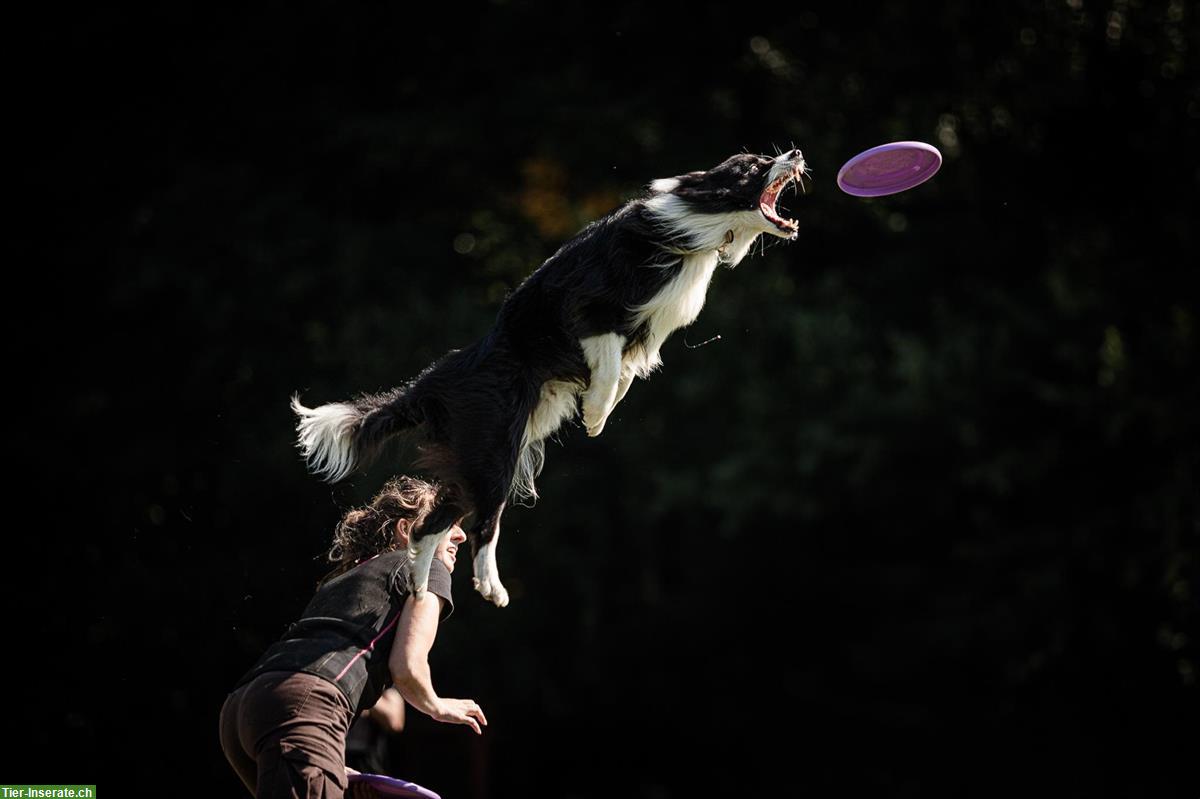 Bild 2: Trainerin oder Dogsitterin mit Erfahrung sucht Arbeit mit Hunden
