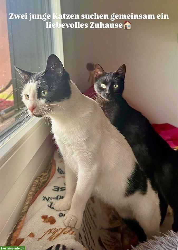 Junge Kätzin und Kater suchen gemeinsames Zuhause