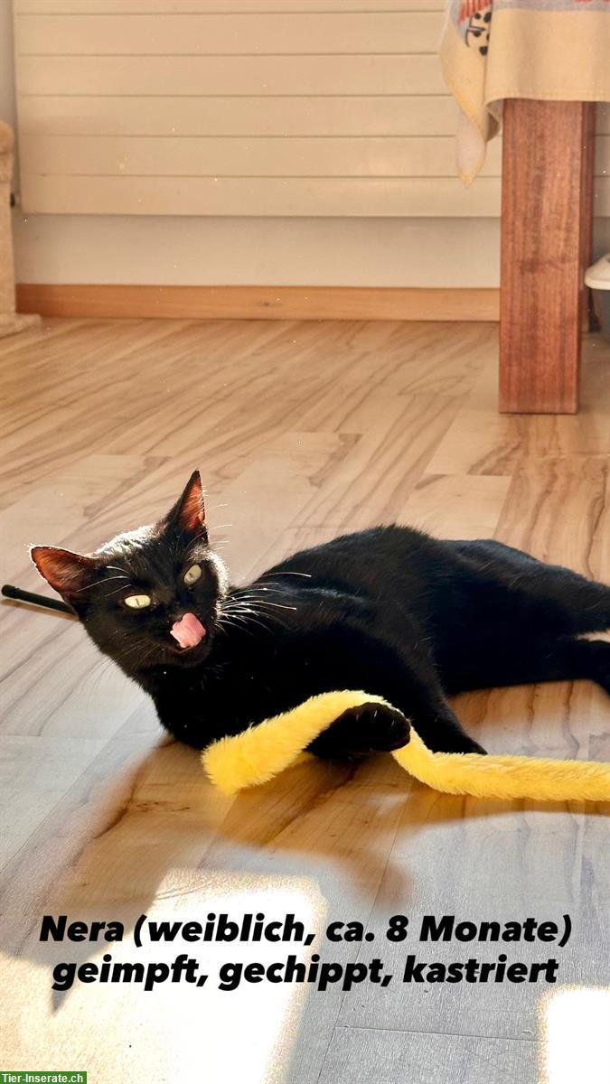 Bild 2: Junge Kätzin und Kater suchen gemeinsames Zuhause