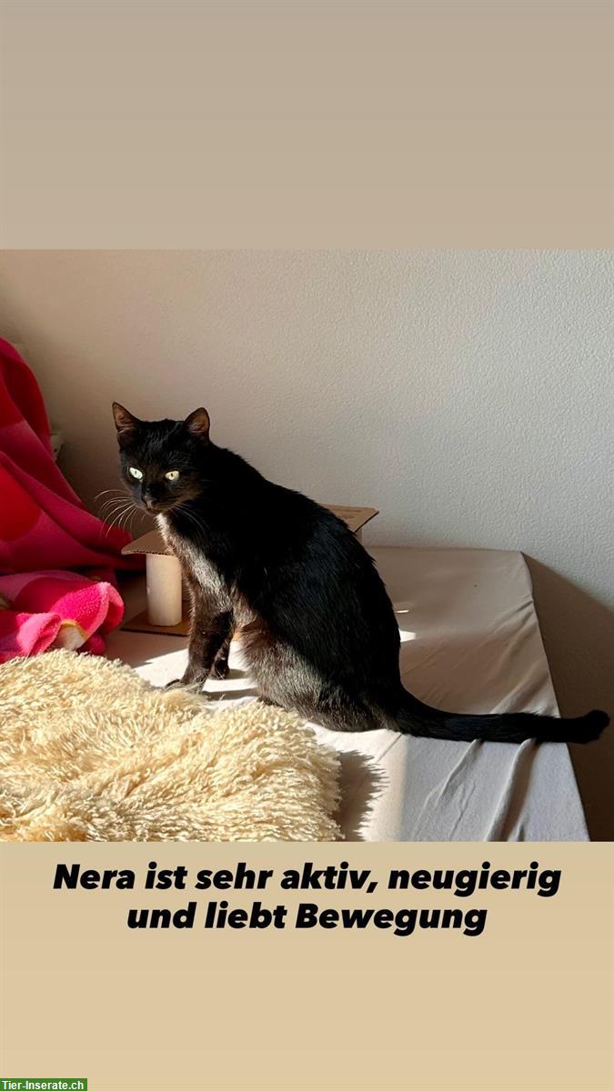 Bild 3: Junge Kätzin und Kater suchen gemeinsames Zuhause