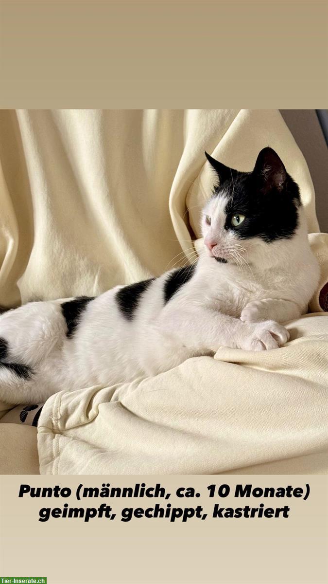 Bild 4: Junge Kätzin und Kater suchen gemeinsames Zuhause