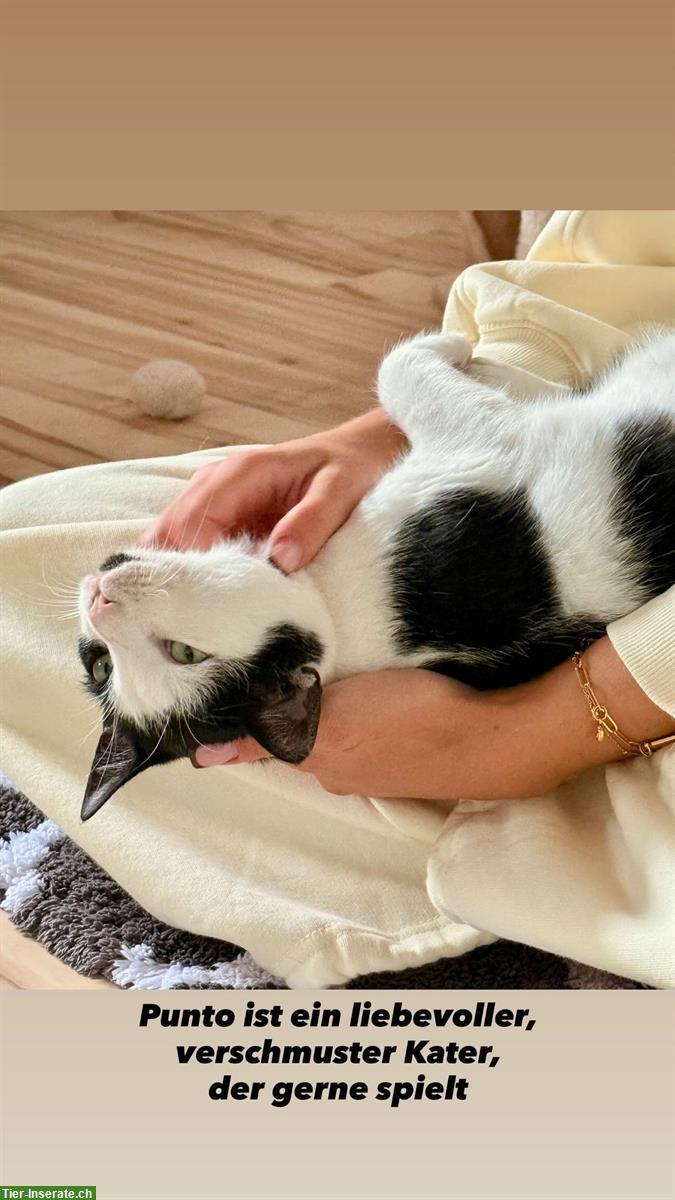 Bild 5: Junge Kätzin und Kater suchen gemeinsames Zuhause