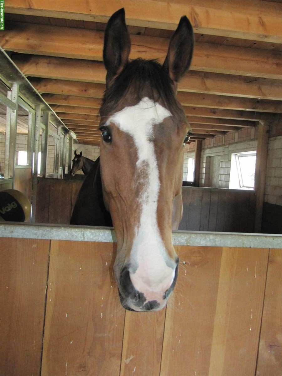 Pferdeboxe zu vermieten in Kleindietwil BE