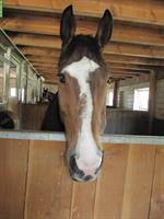 Pferdeboxe zu vermieten in Kleindietwil BE