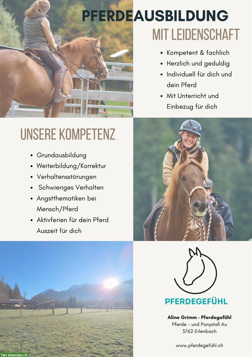 Biete 🐴 Pferdeausbildung / Beritt / Korrektur