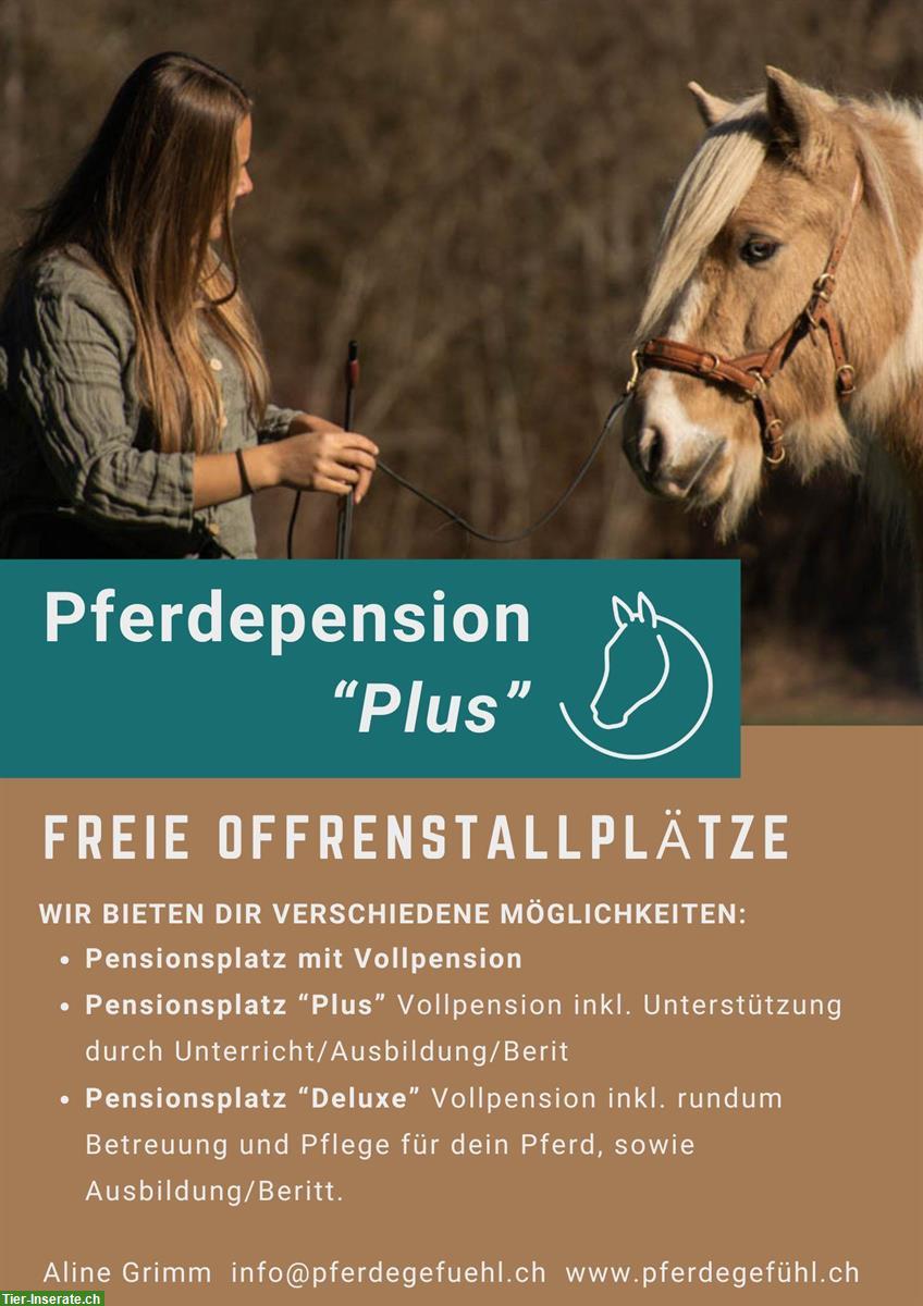 Freie Offenstallplätze in Pferdepension im Simmental
