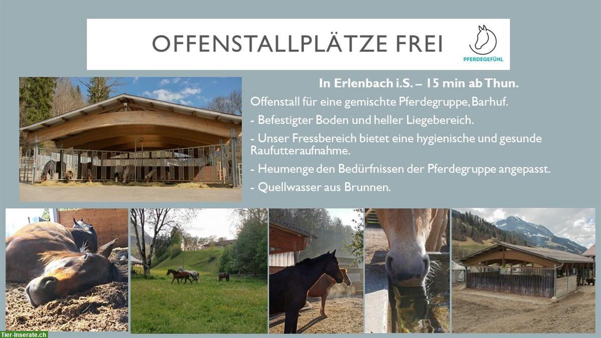 Bild 3: Freie Offenstallplätze in Pferdepension im Simmental