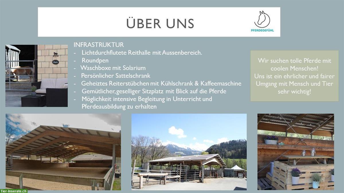 Bild 4: Freie Offenstallplätze in Pferdepension im Simmental