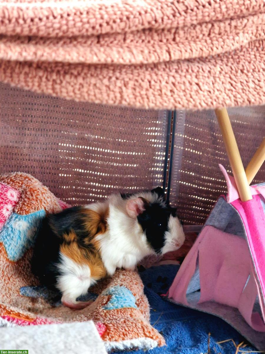 Meerschweinchen Böckli, Rosette Tricolor