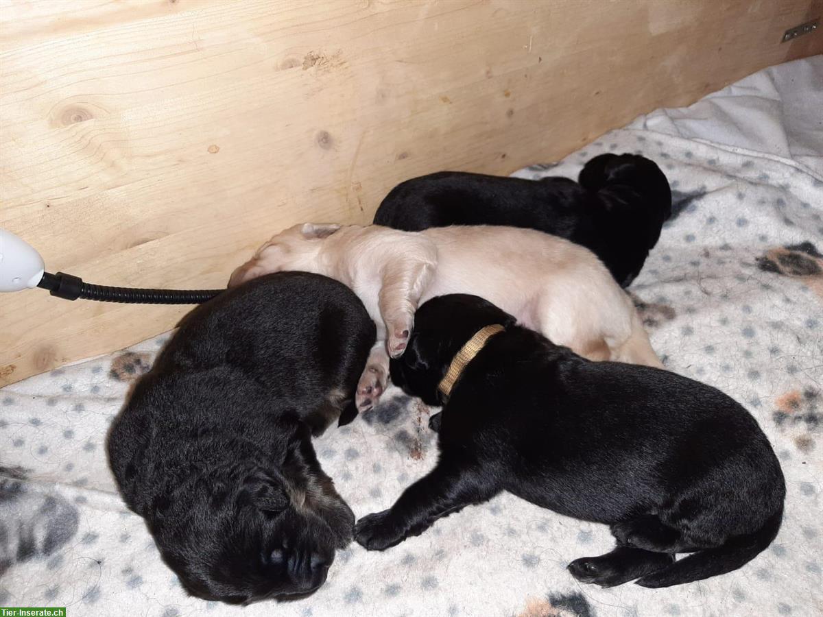 Hovawart Welpen, Rüden mit Ahnentafel zu verkaufen