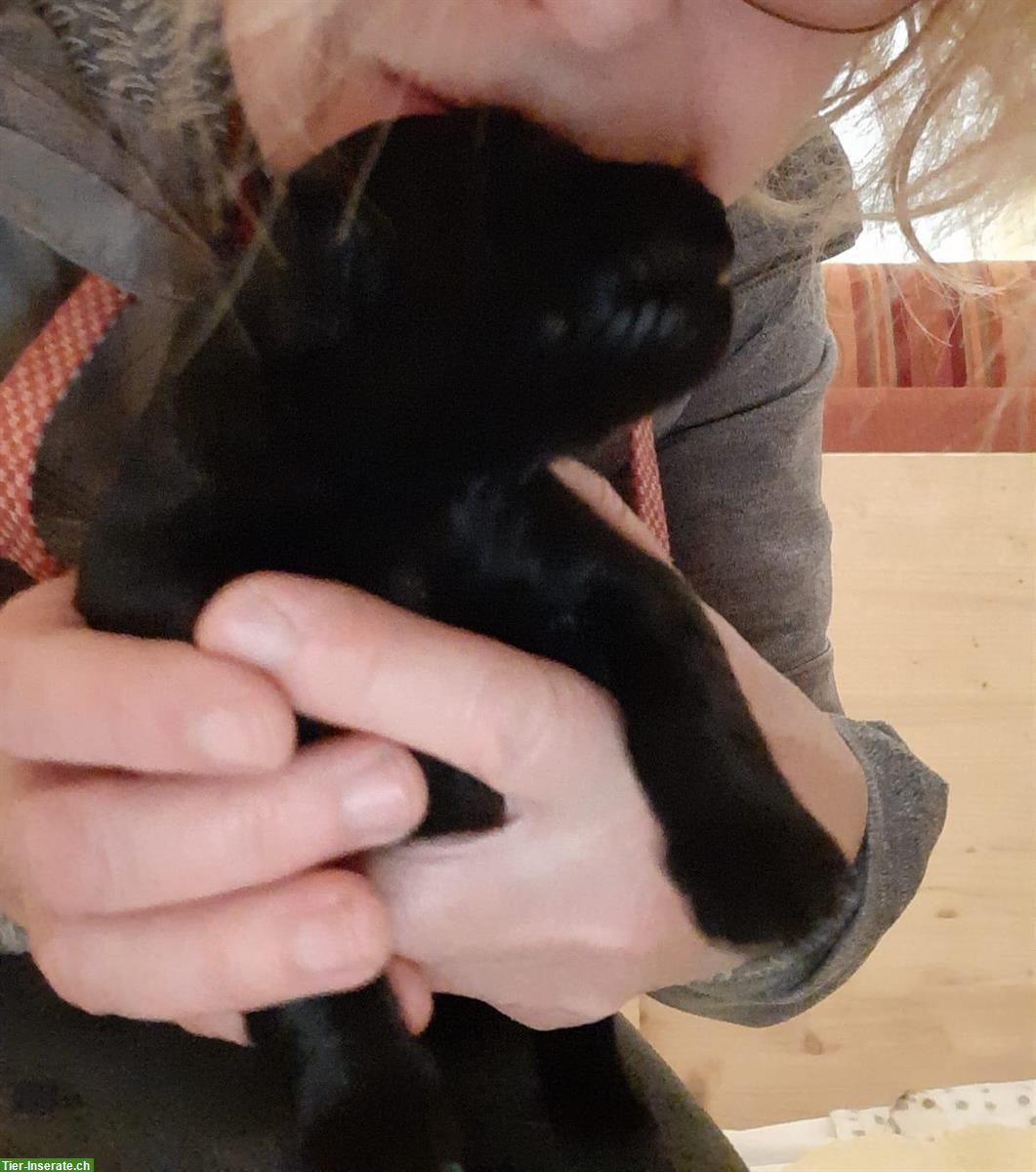 Bild 2: Hovawart Welpen, Rüden mit Ahnentafel zu verkaufen