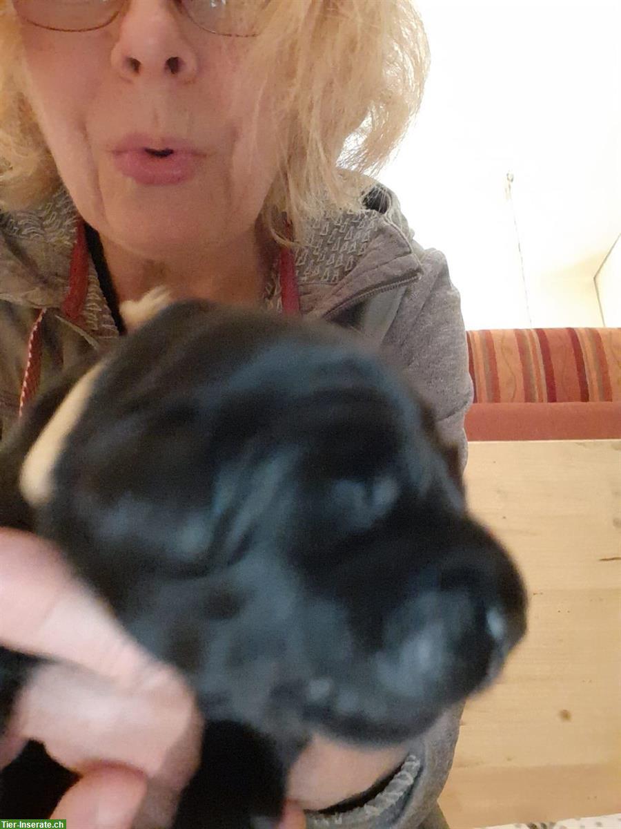 Bild 3: Hovawart Welpen, Rüden mit Ahnentafel zu verkaufen