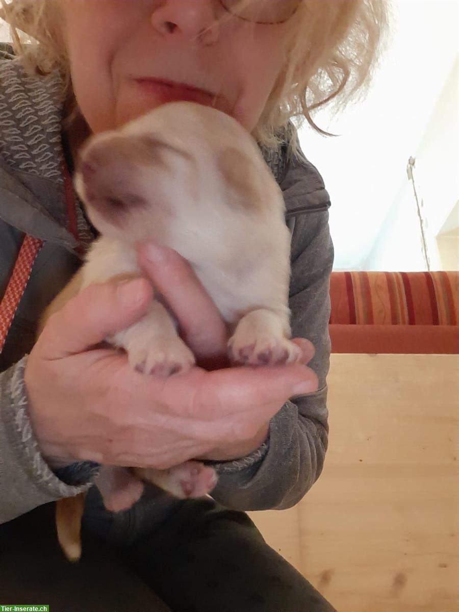 Bild 4: Hovawart Welpen, Rüden mit Ahnentafel zu verkaufen